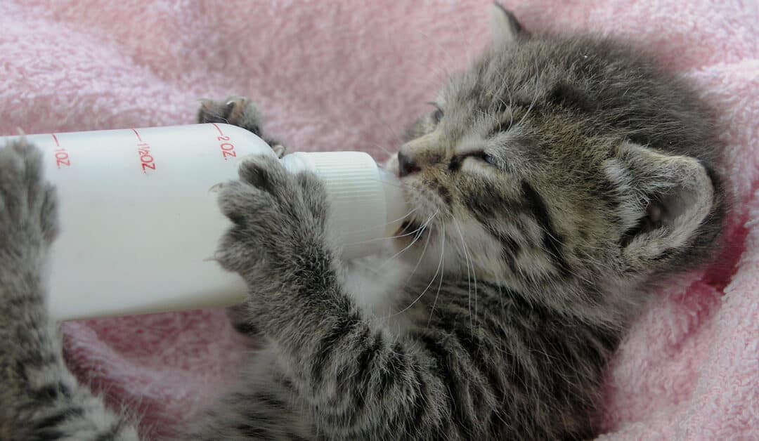 Bottle Feeding Kittens
