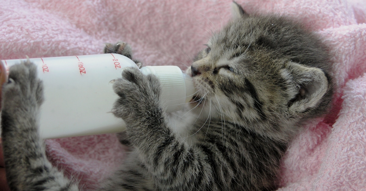 bottle-feeding-kittens