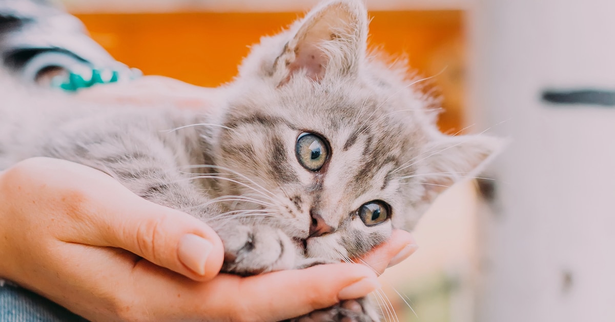 Cats for adoption 2025 at petsmart near me