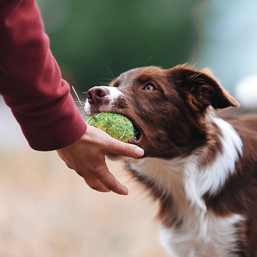 Volunteer - Winnebago County Animal Services