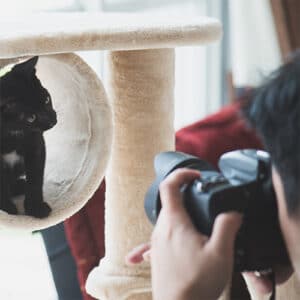 pet photography