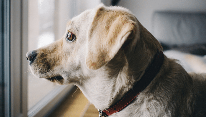 Separation Anxiety in Dogs - Winnebago County Animal Services