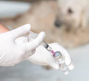 vaccinations and rabies control