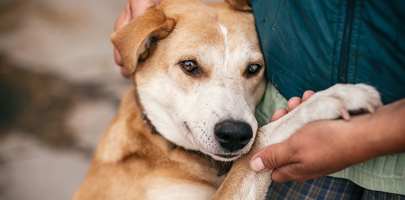 how to help dog with kennel cough at home