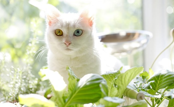 Cats and Houseplants