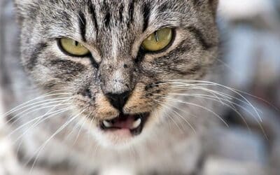 Aggression in Cats