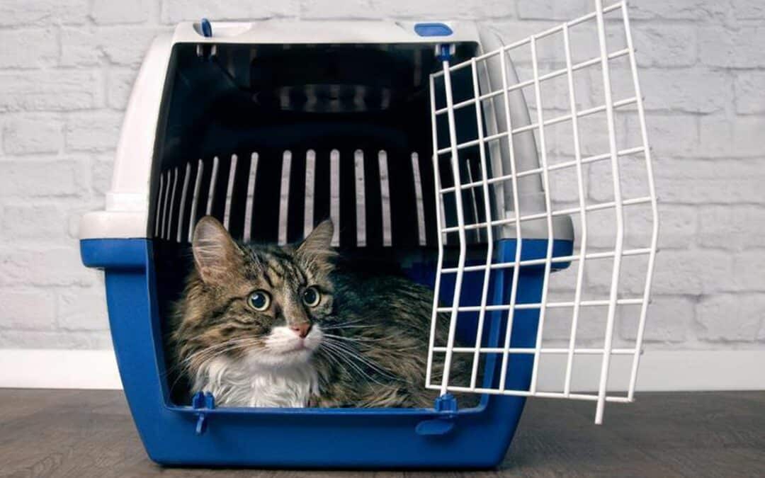 Acclimating Your Cat to a Carrier