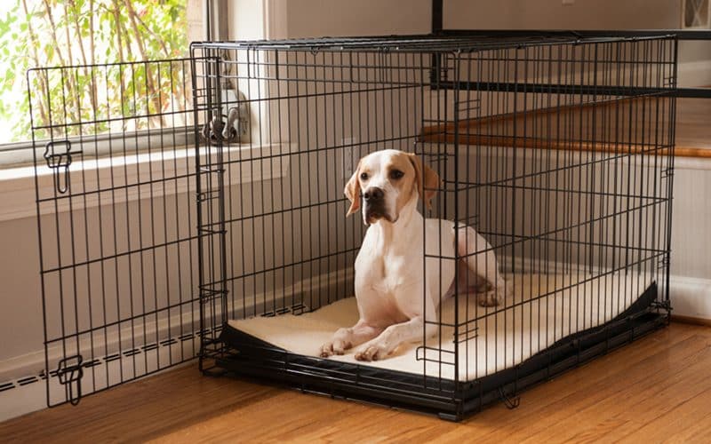 What Should I Put in My Dog's Crate? - Puppy In Training