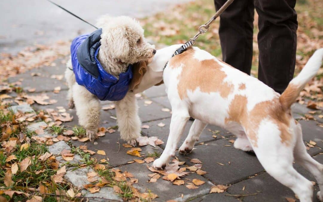 Introducing Your Dog to Other Dogs in Public Spaces