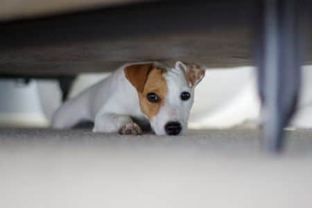 Fears and Phobias in Dogs