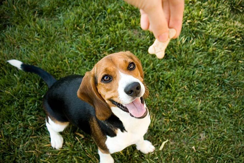 Training Your Dog Using Positive Reinforcement
