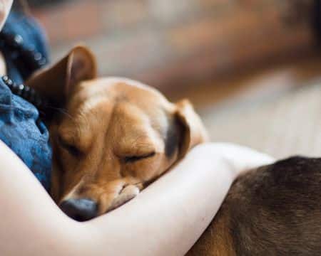 Creating and Maintaining a Bond with Your Dog