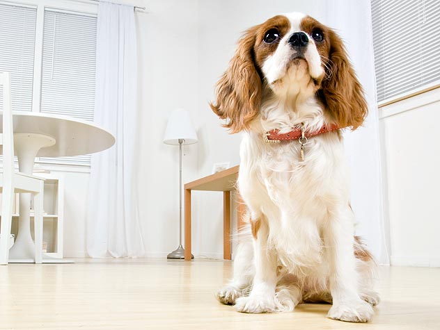 Tips on Housetraining Your Dog