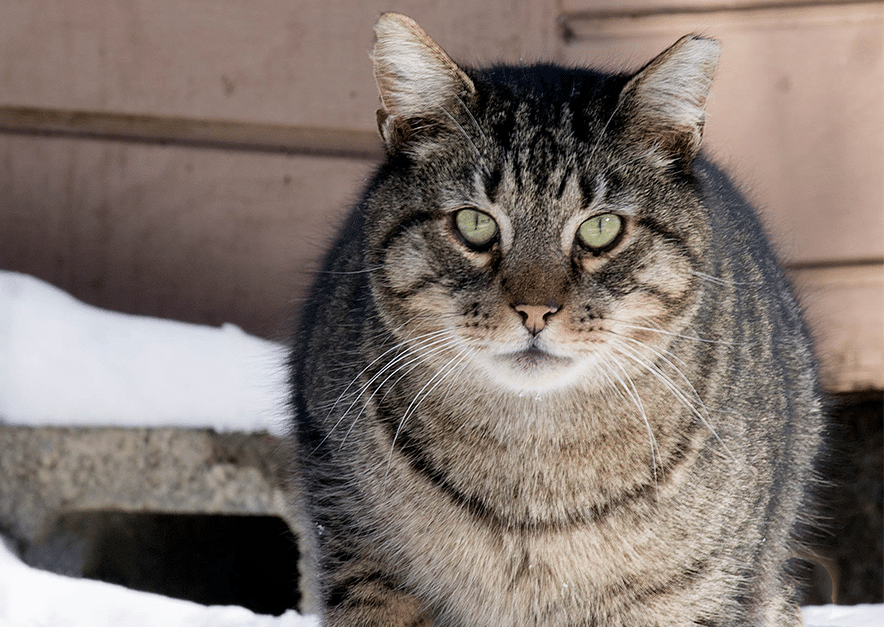 Keep Feral Cats Warm in Cold Temperatures