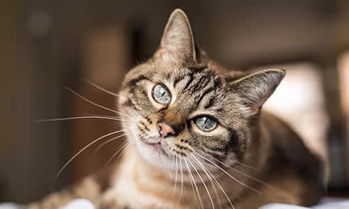 Top CBD Oils For ESA Feline – 2022 Guide