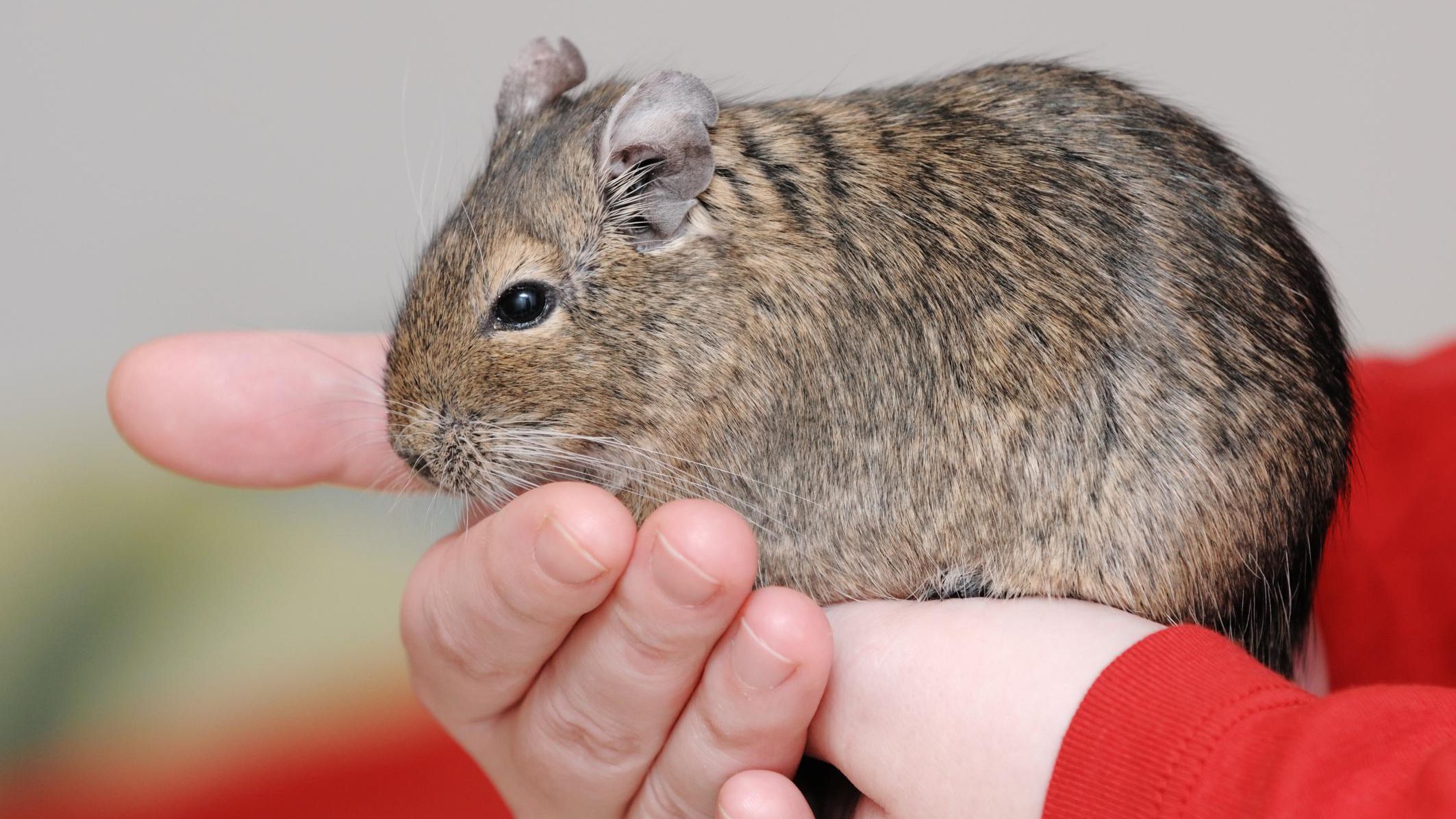 lifespan of hamster｜TikTok Search