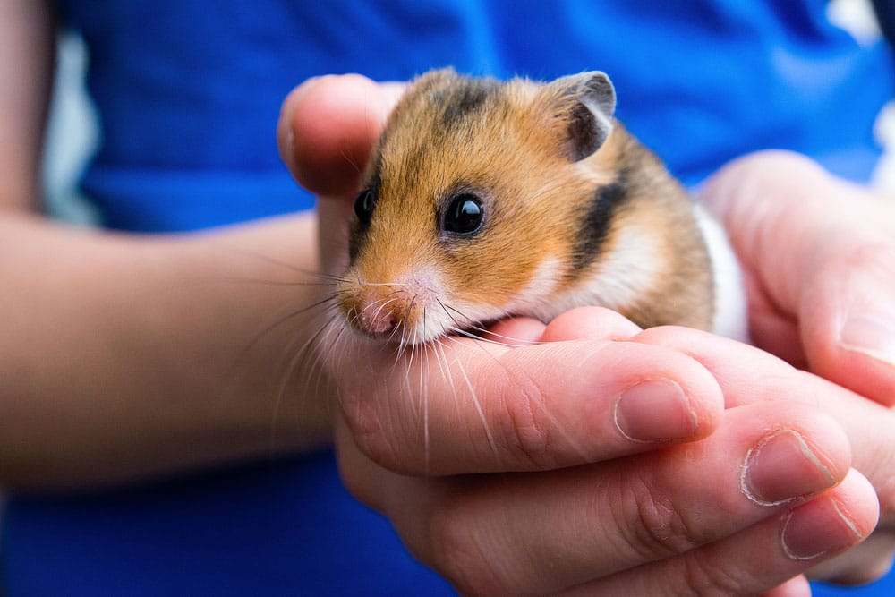 Are Hamsters a 'Good Pet'?