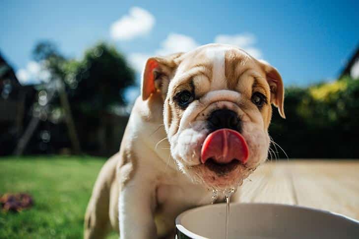 Summer Heat Safety Tips for Pets