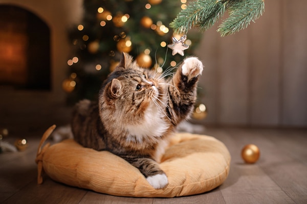Cats and Christmas Trees