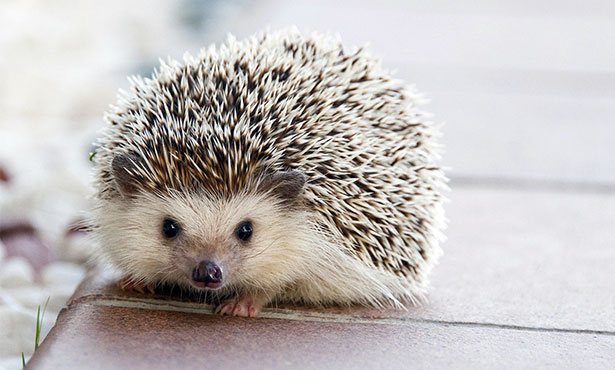 Hedgehogs – The Basics