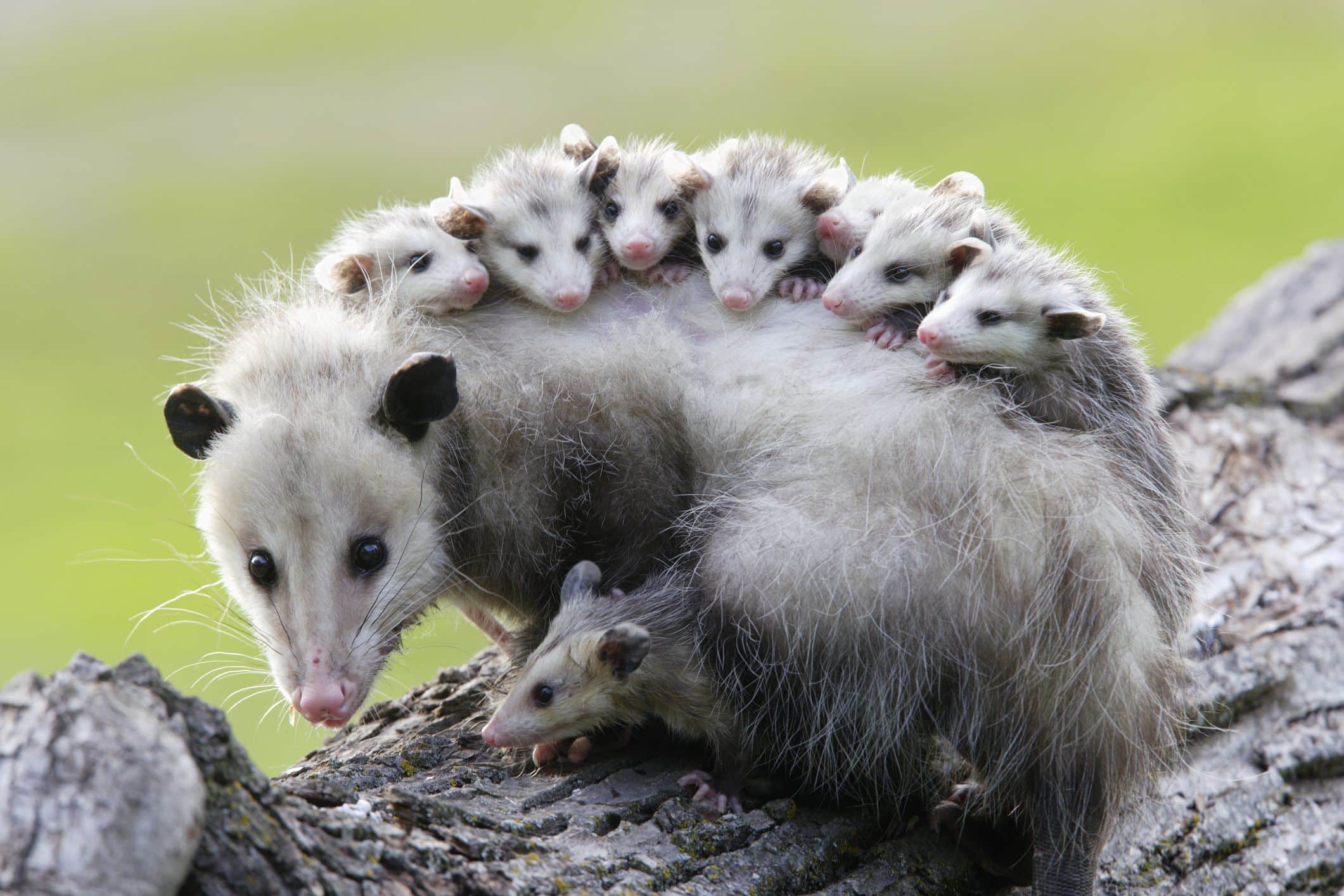 How To Get Rid of Opossums / Possums