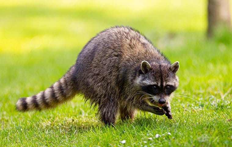 Raccoons - Winnebago County Animal Services