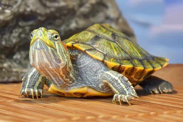 Red-Eared Sliders - The Basics - Winnebago County Animal Services