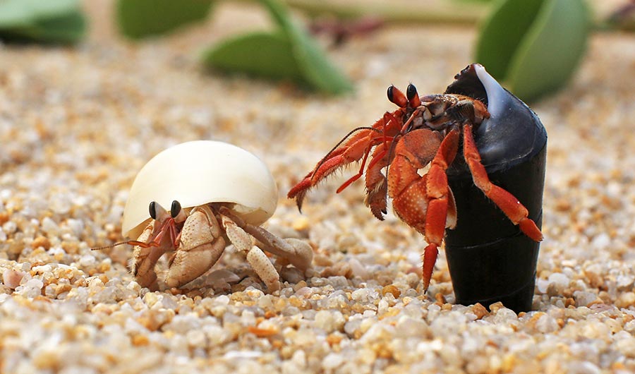 how can you tell how old a hermit crab is