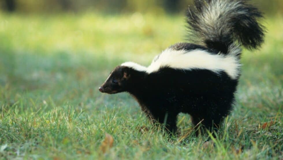 Skunks - Winnebago County Animal Services