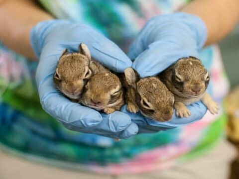 Wildlife Rehabilitators In Winnebago County - Winnebago County Animal ...