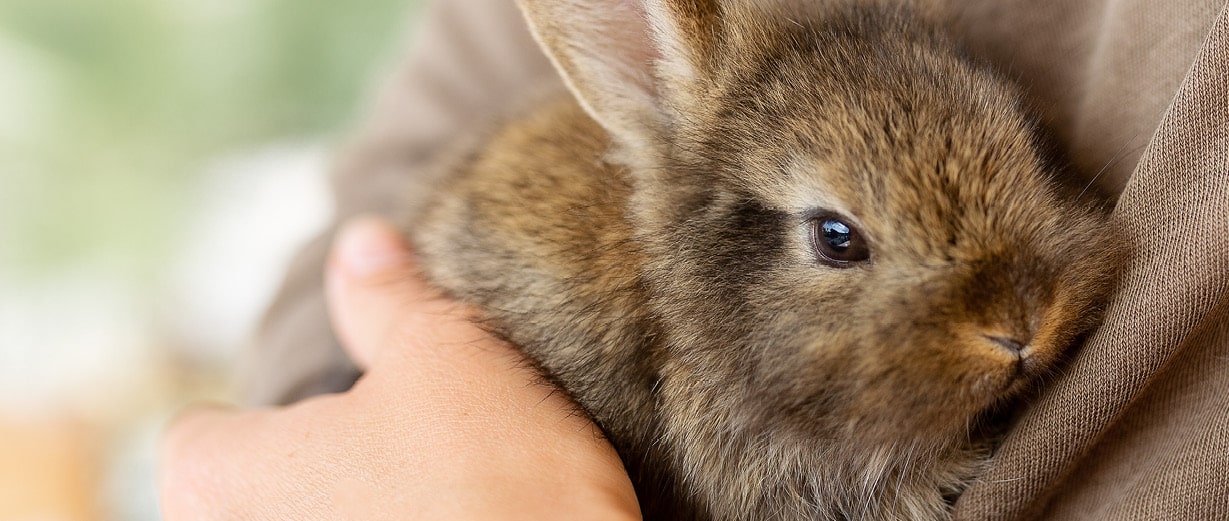 Rabbit held by owner